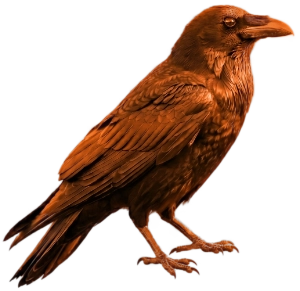 Wise Raven Logo